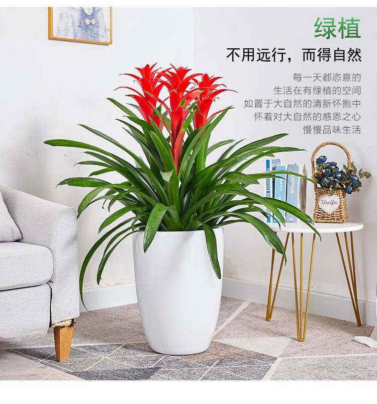 【開花花卉】開業(yè)用鴻運當(dāng)頭